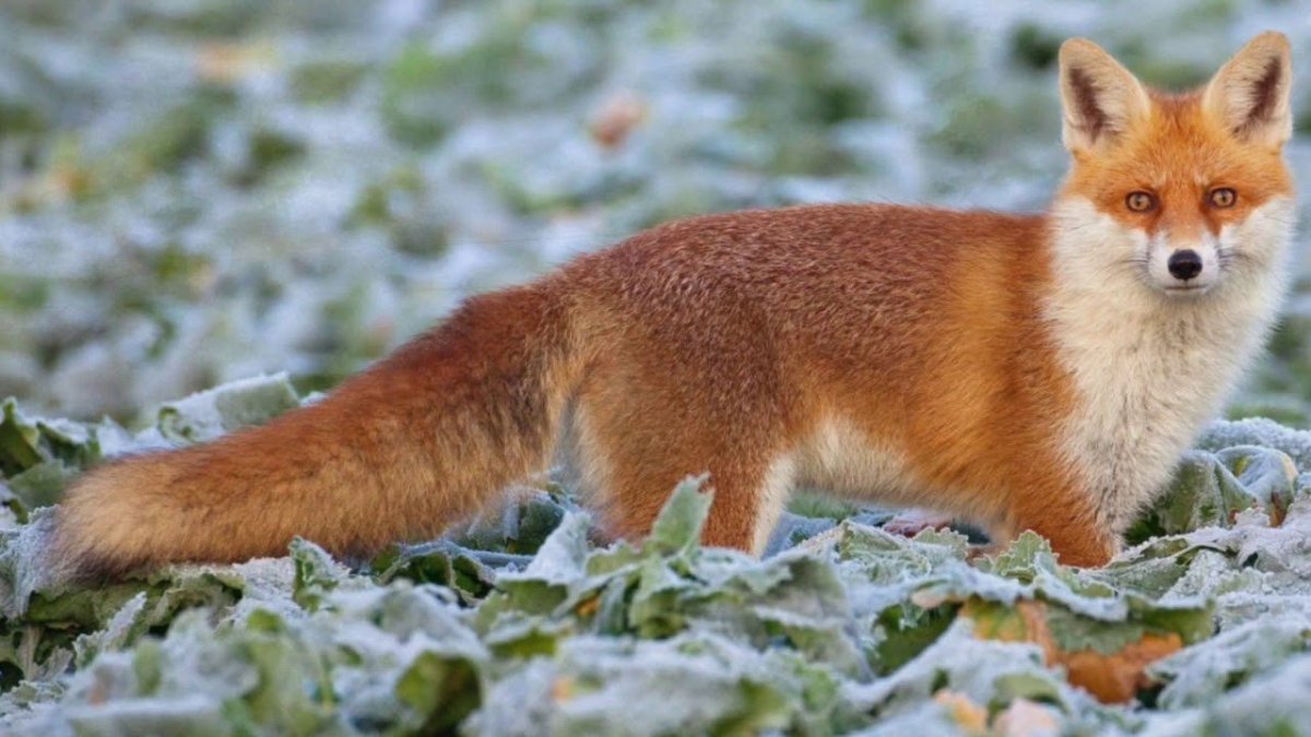 Лиса настоящая