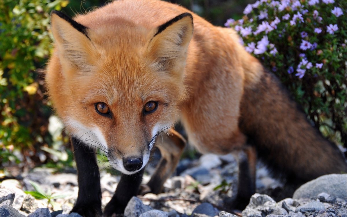 Обыкновенная лисица