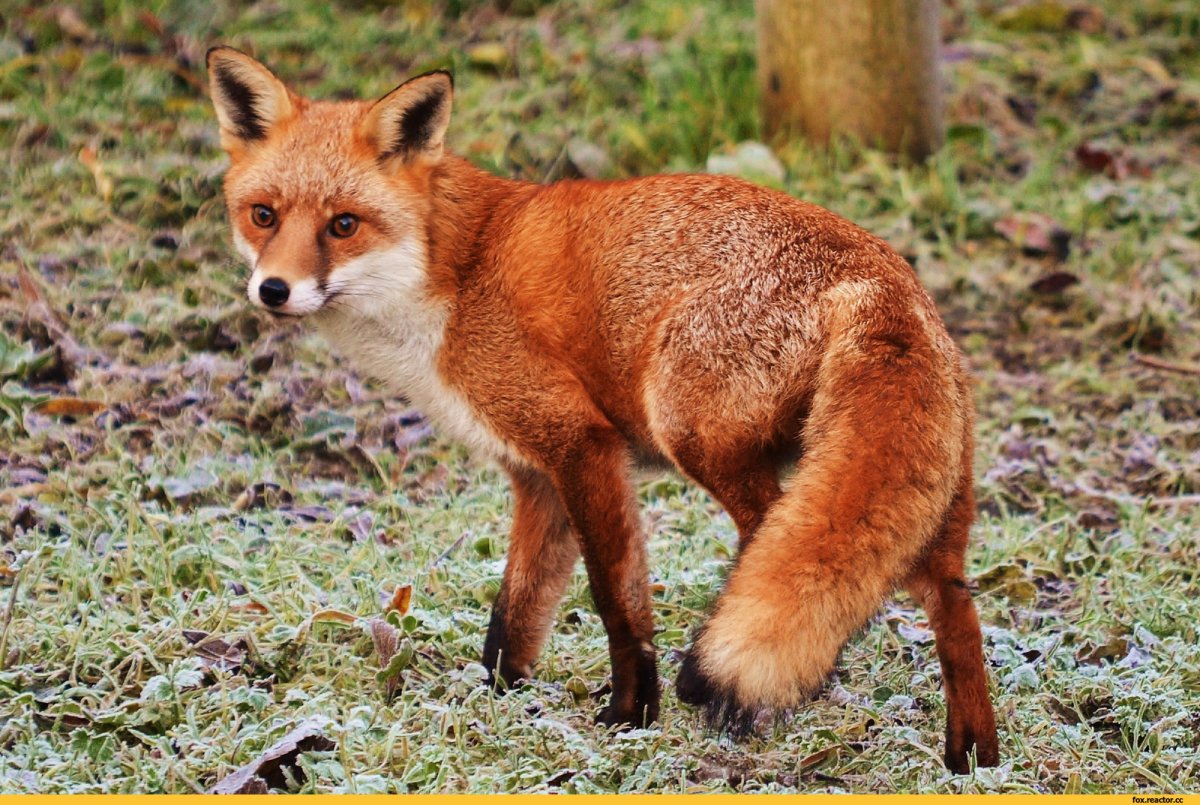 Лисица зорро