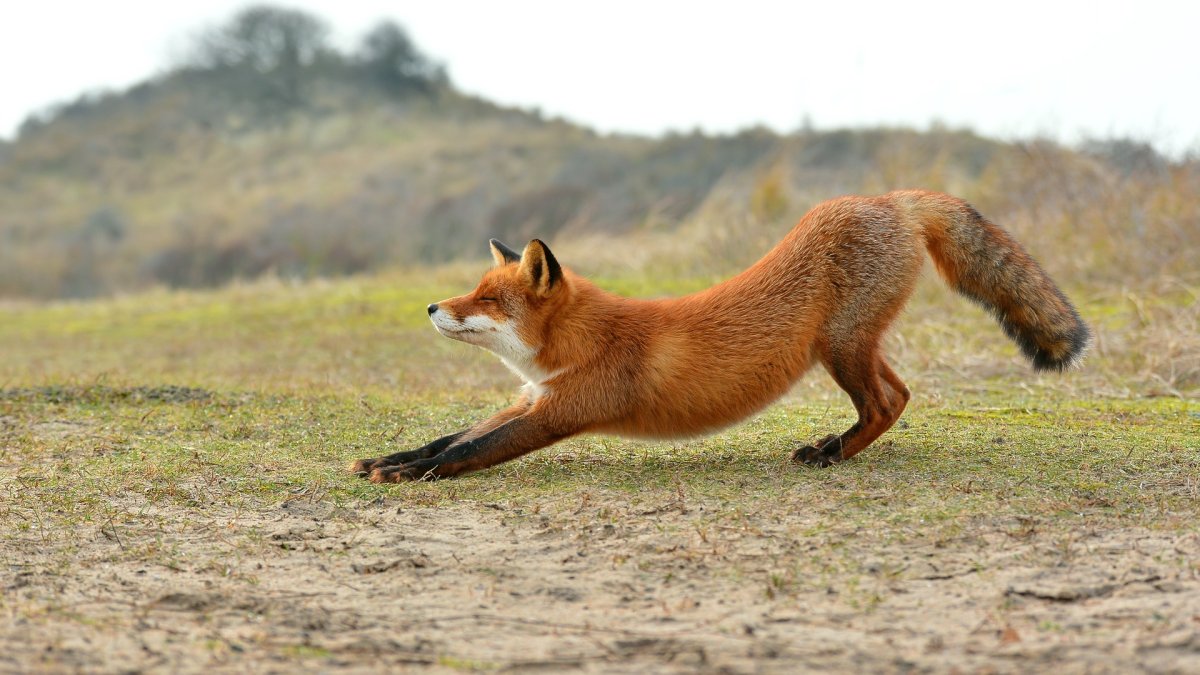 Лис прыгает
