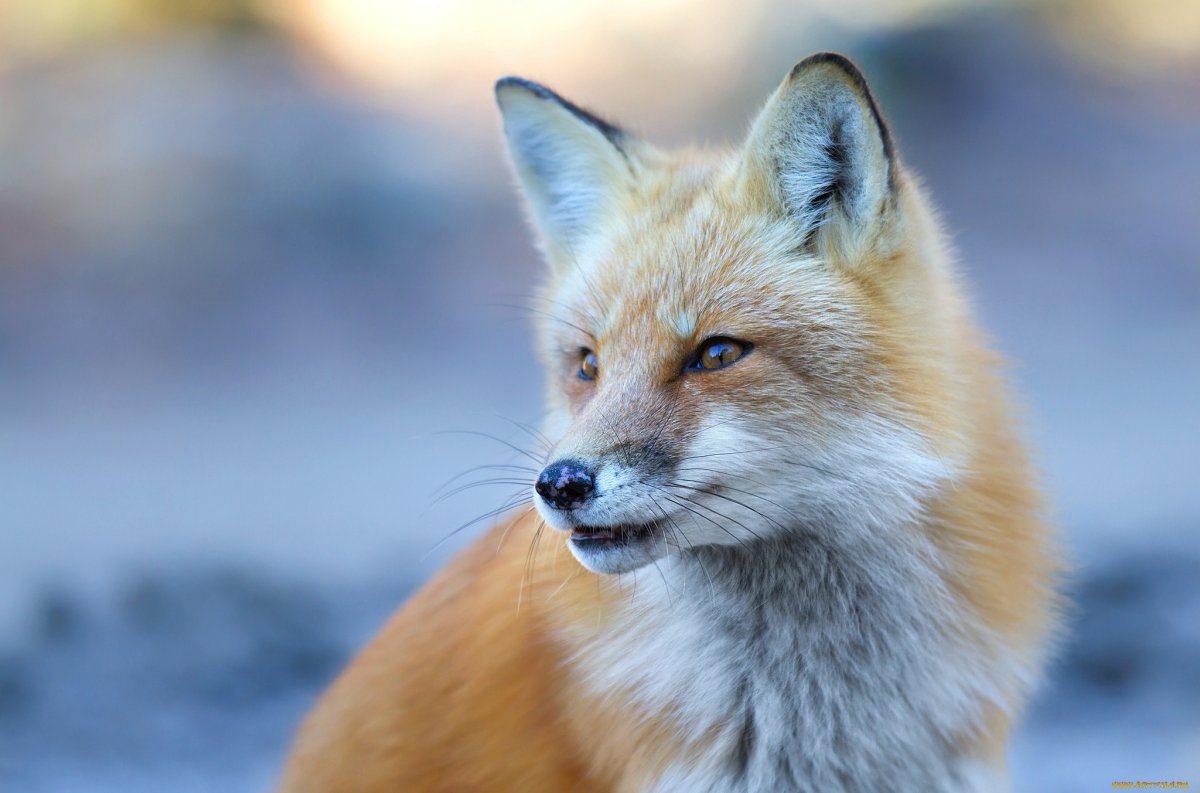 Красивые лисы