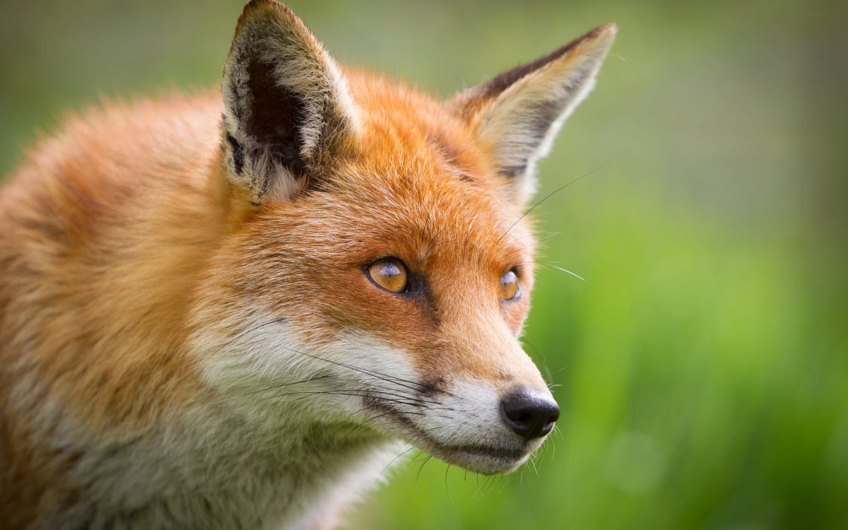 Животные лиса