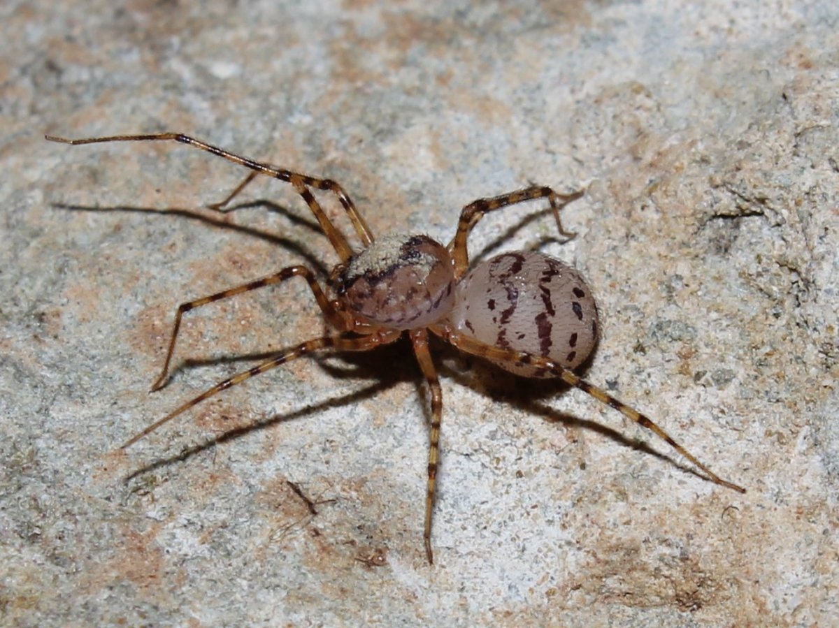 Пауки Кипра