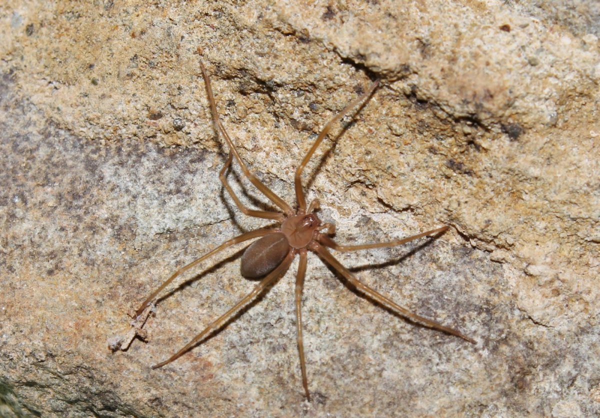 Паук-скакун Кипр