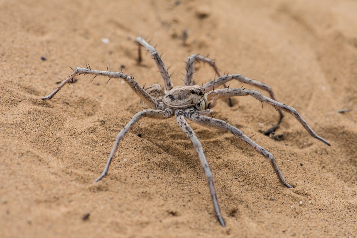 Chilobrachys fimbriatus
