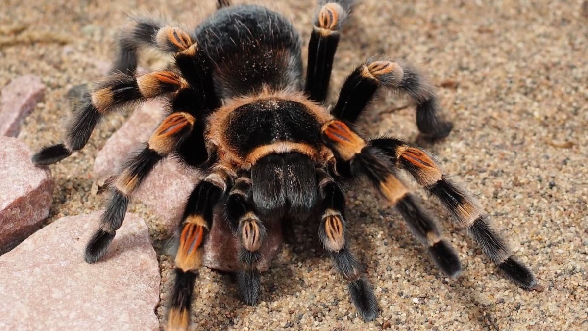 Злой Тарантул