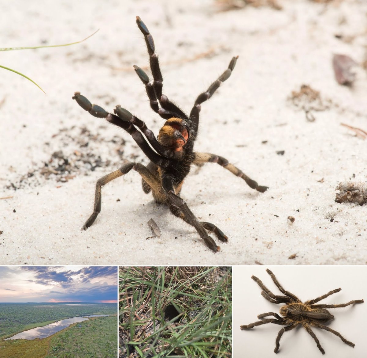 Джейба Фофи гигантский паук