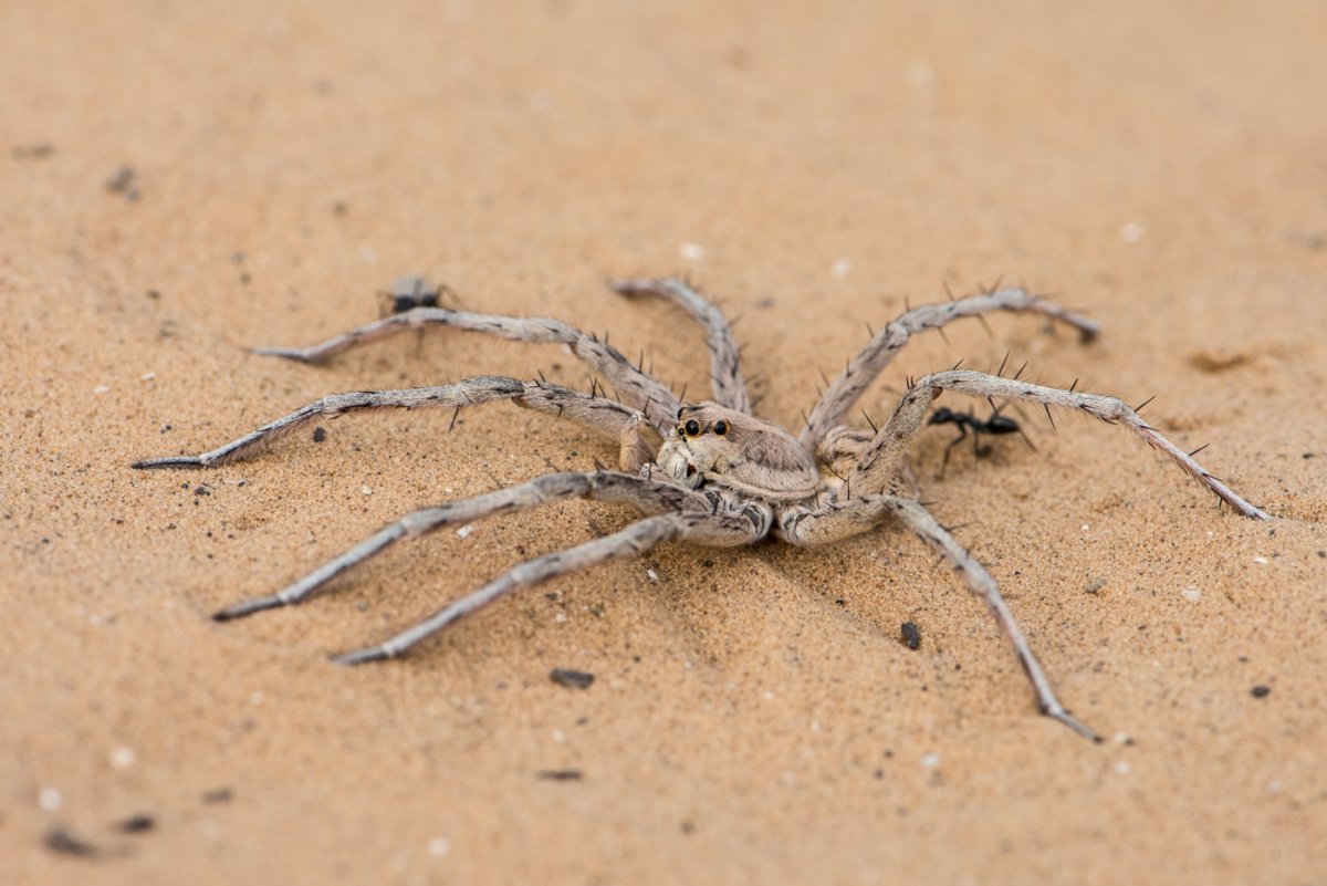 Паук Orphnaecus philippinus