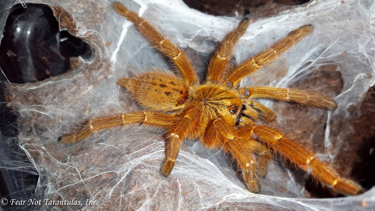 Poecilotheria Ornata