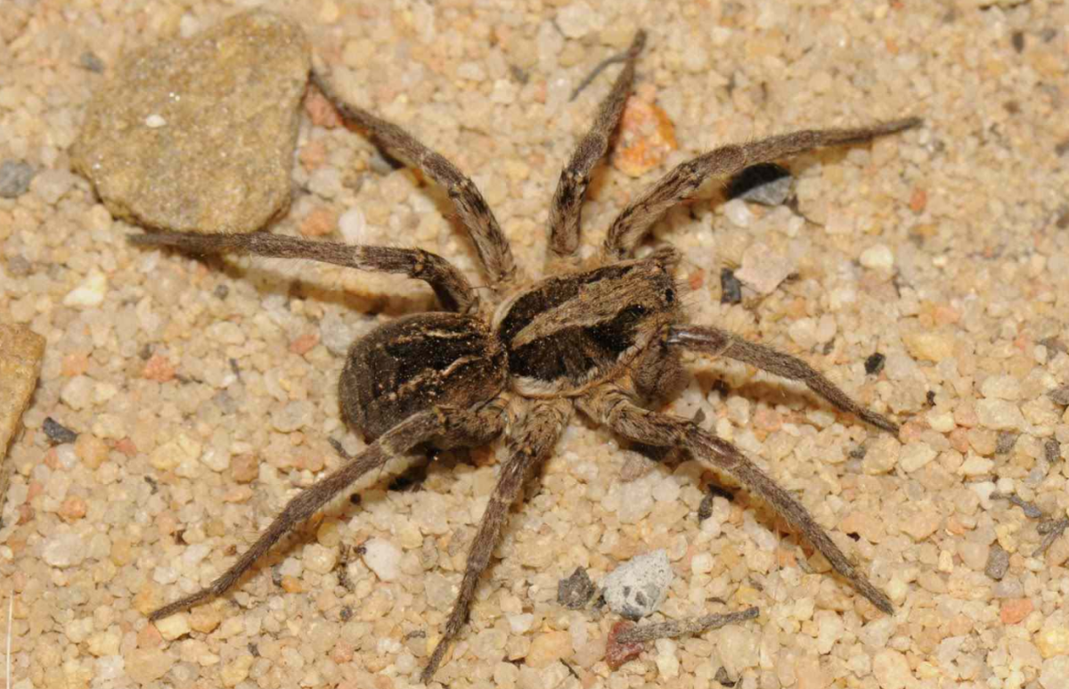 Паук птицеед Poecilotheria Metallica