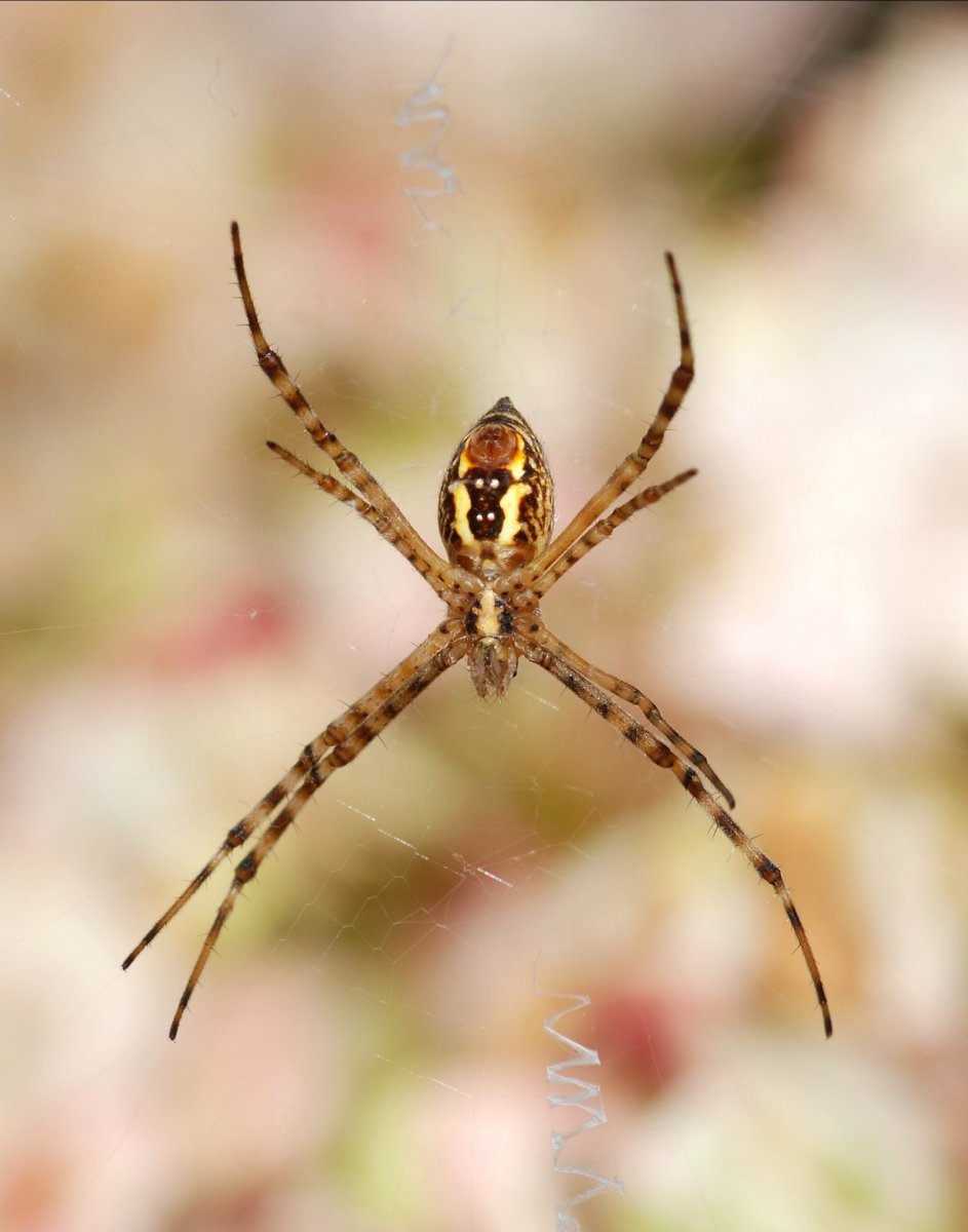 Краб макрохейра