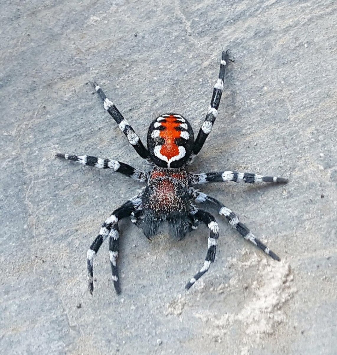 Паук Мизгирь крестовик