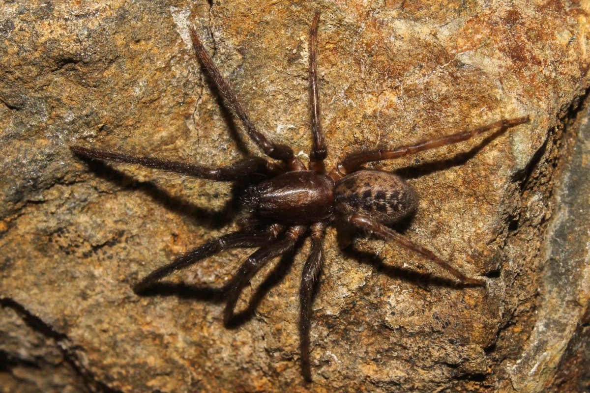 Thanatus formicinus