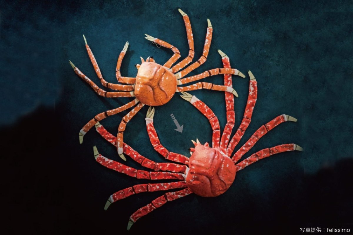 Паук питомец