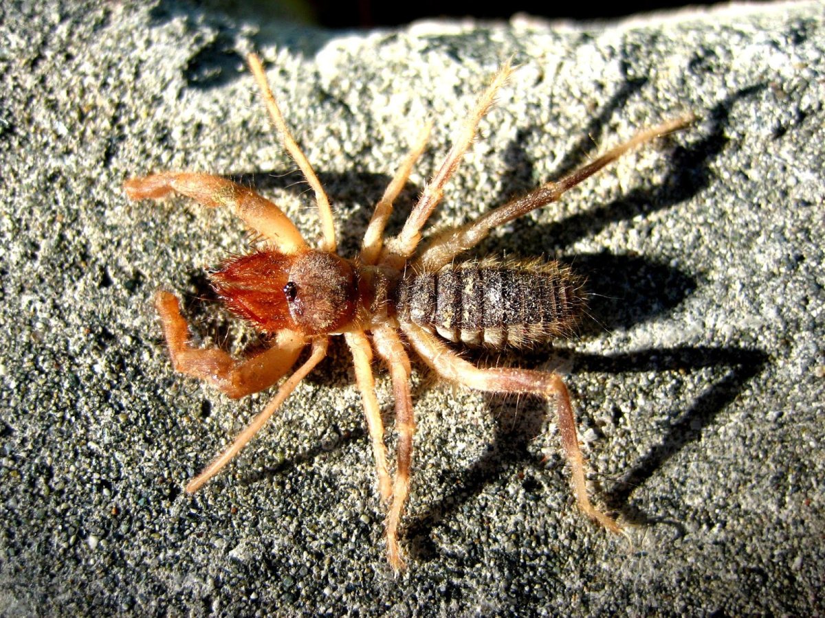Ядовитые пауки Кипра