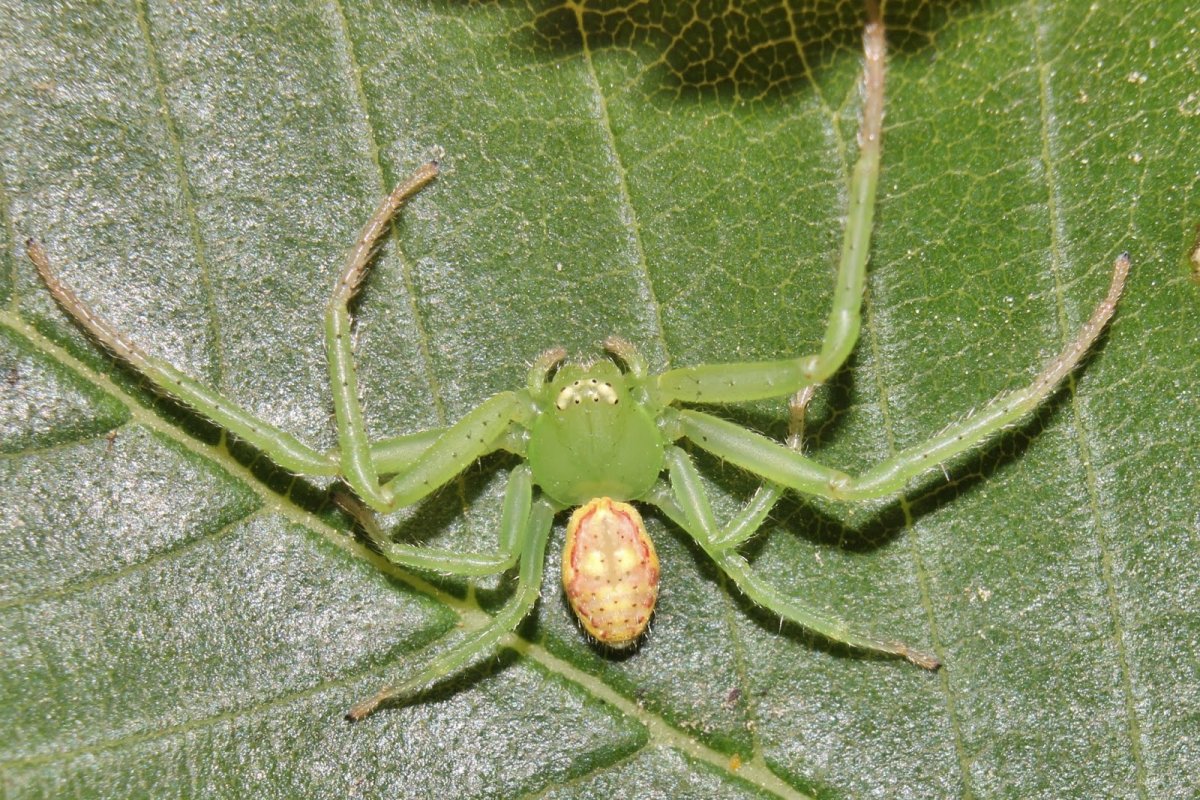 Паук птицеед Poecilotheria regalis
