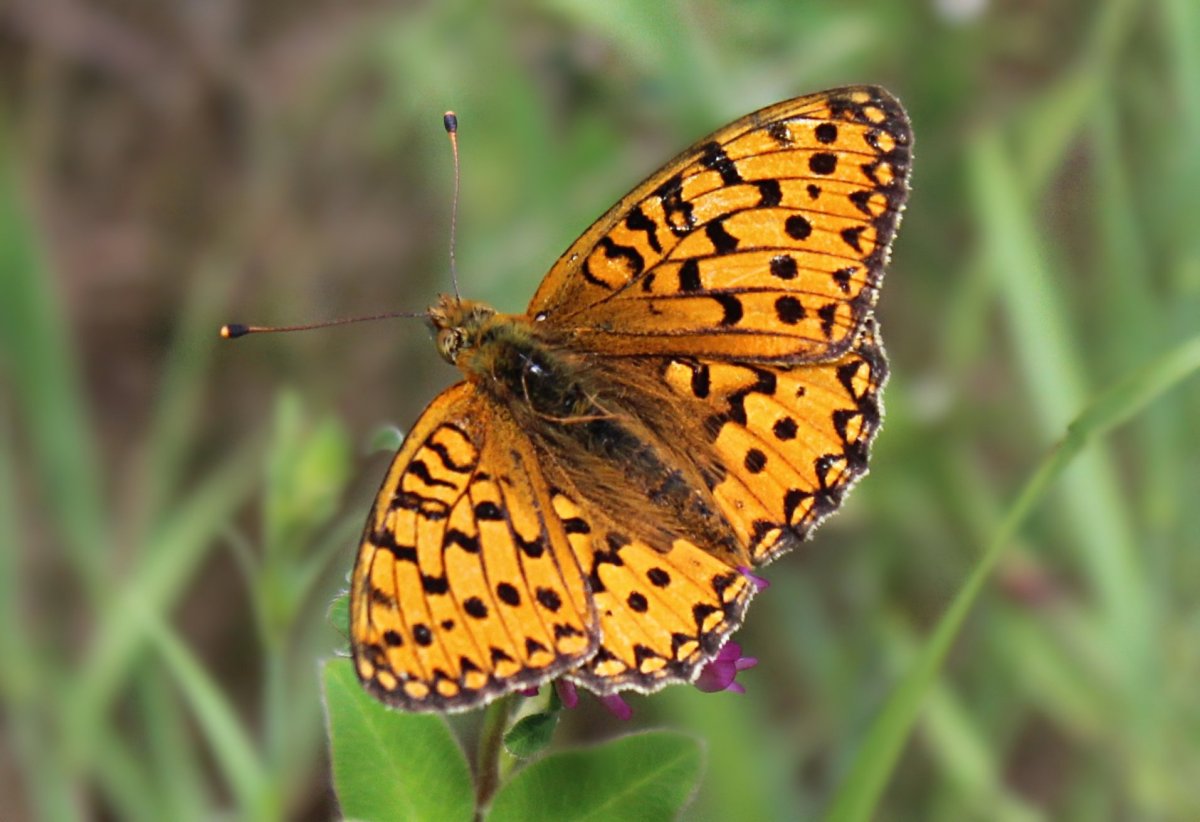 Бабочка оранжевая с черными пятнами