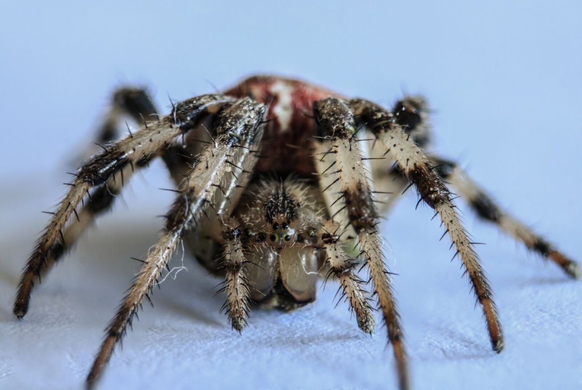 Паукообразные Тарантул