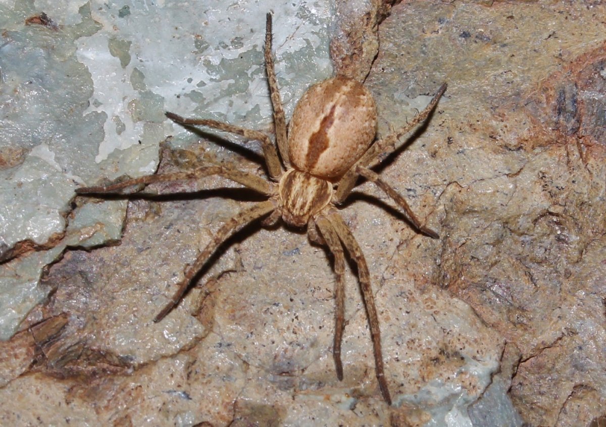 Тарантул Лучистый