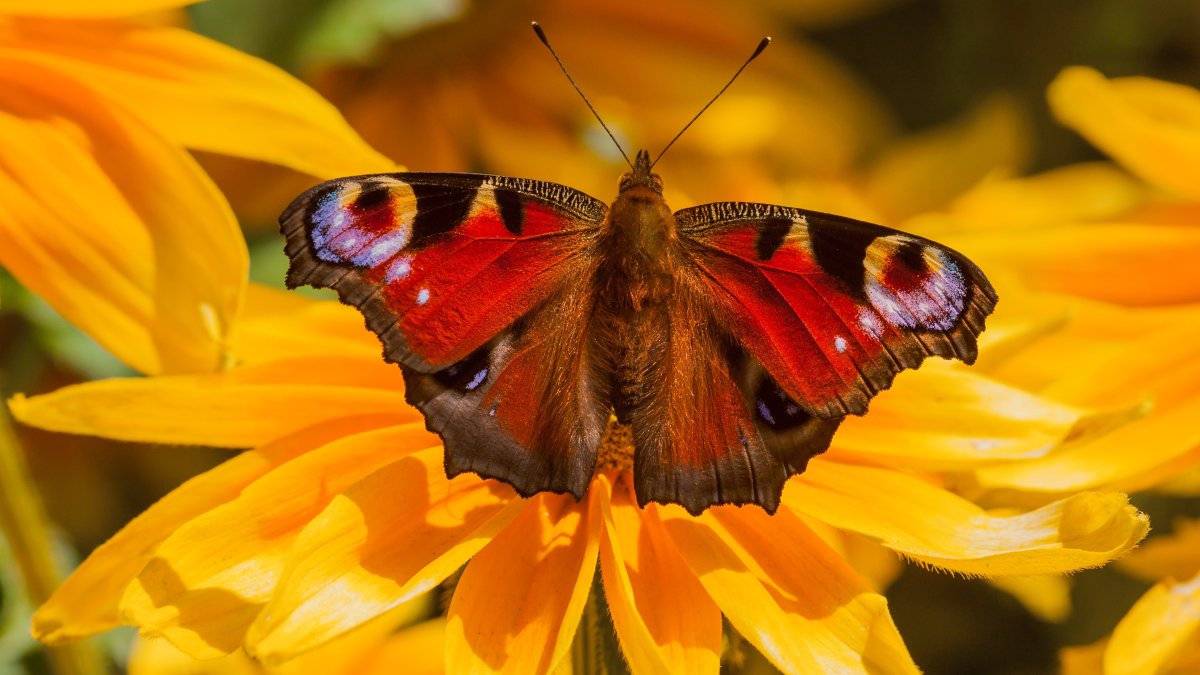 Махаон оранжевый