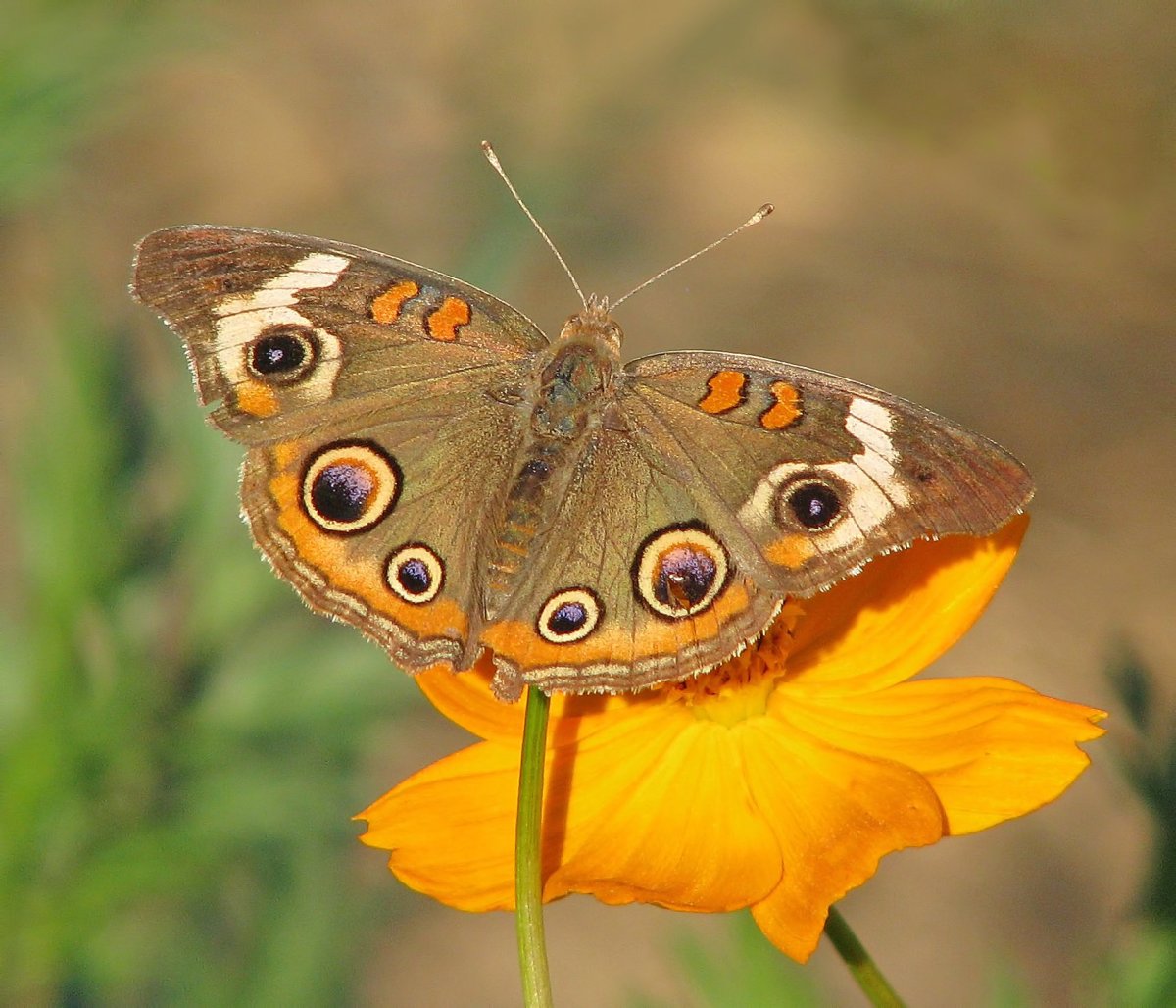 Бабочка коричневая с оранжевыми пятнами