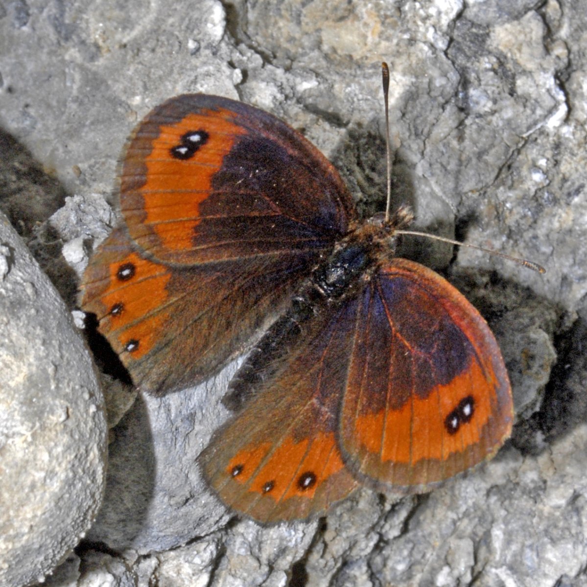 Желто оранжевые бабочки