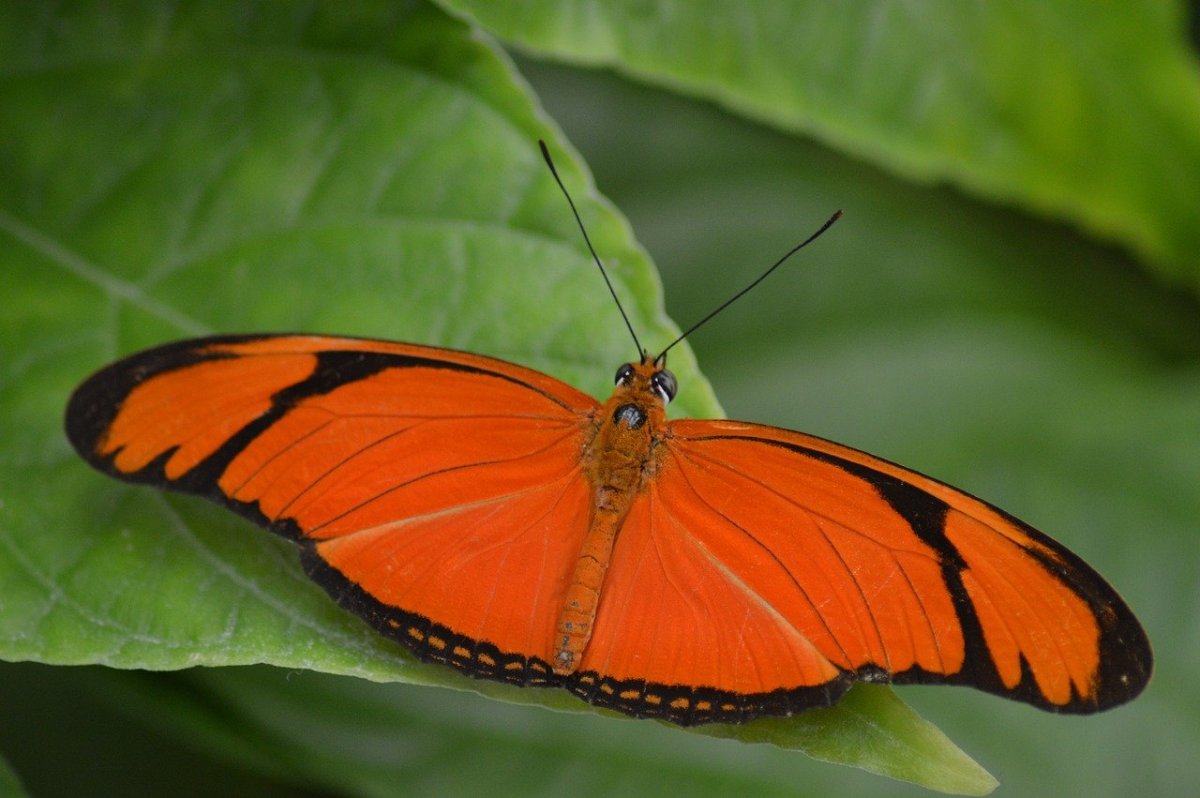 Erebia melampus