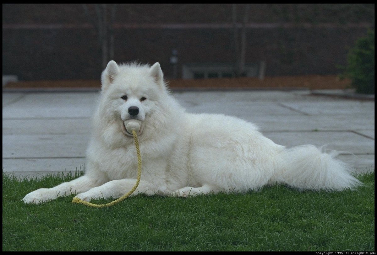 Староанглийская овчарка бобтейл