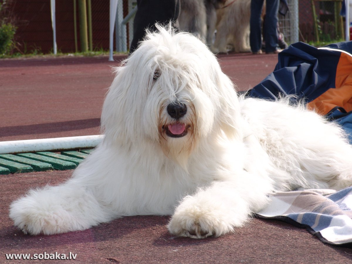 Порода Южнорусская овчарка