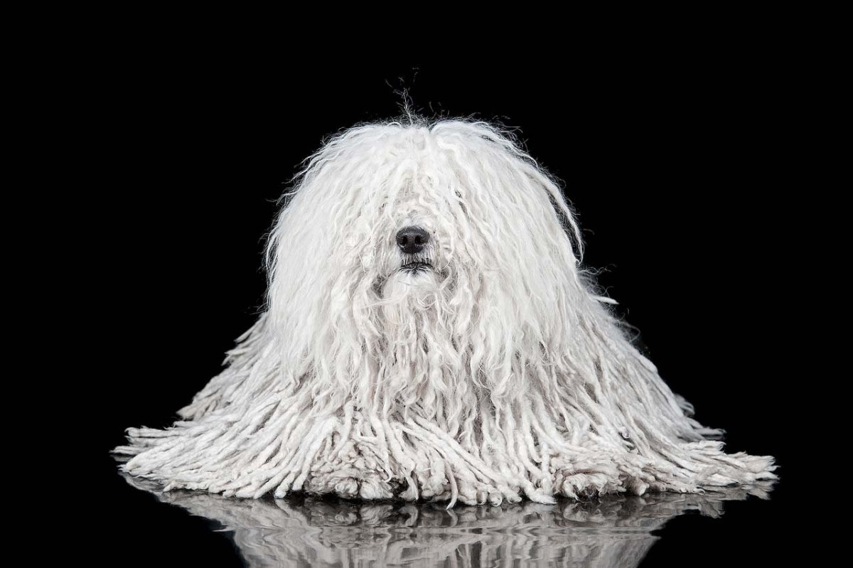 Порода собак самоед