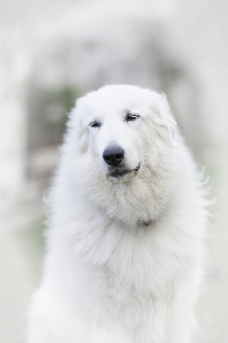 Пиренейская лайка