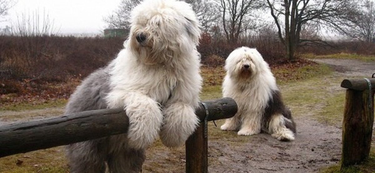 Самоед пастух