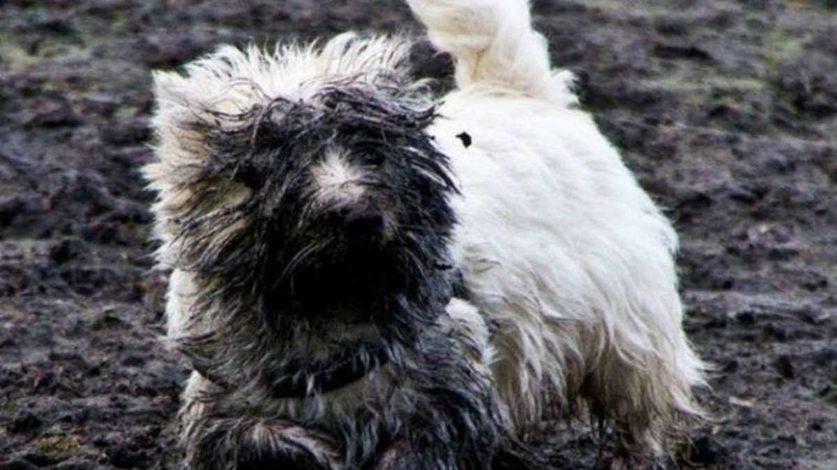 Бобтейл черный собака