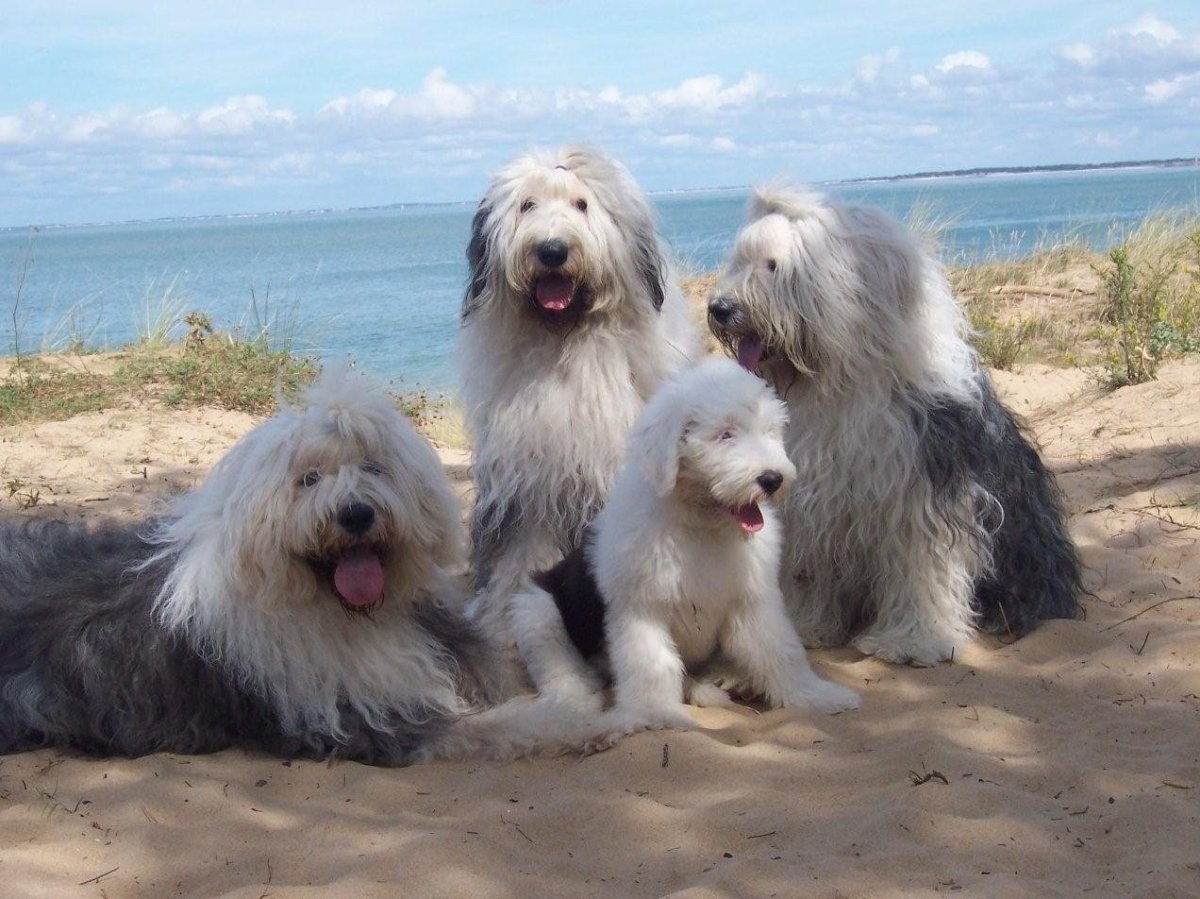 Венгерская овчарка пули