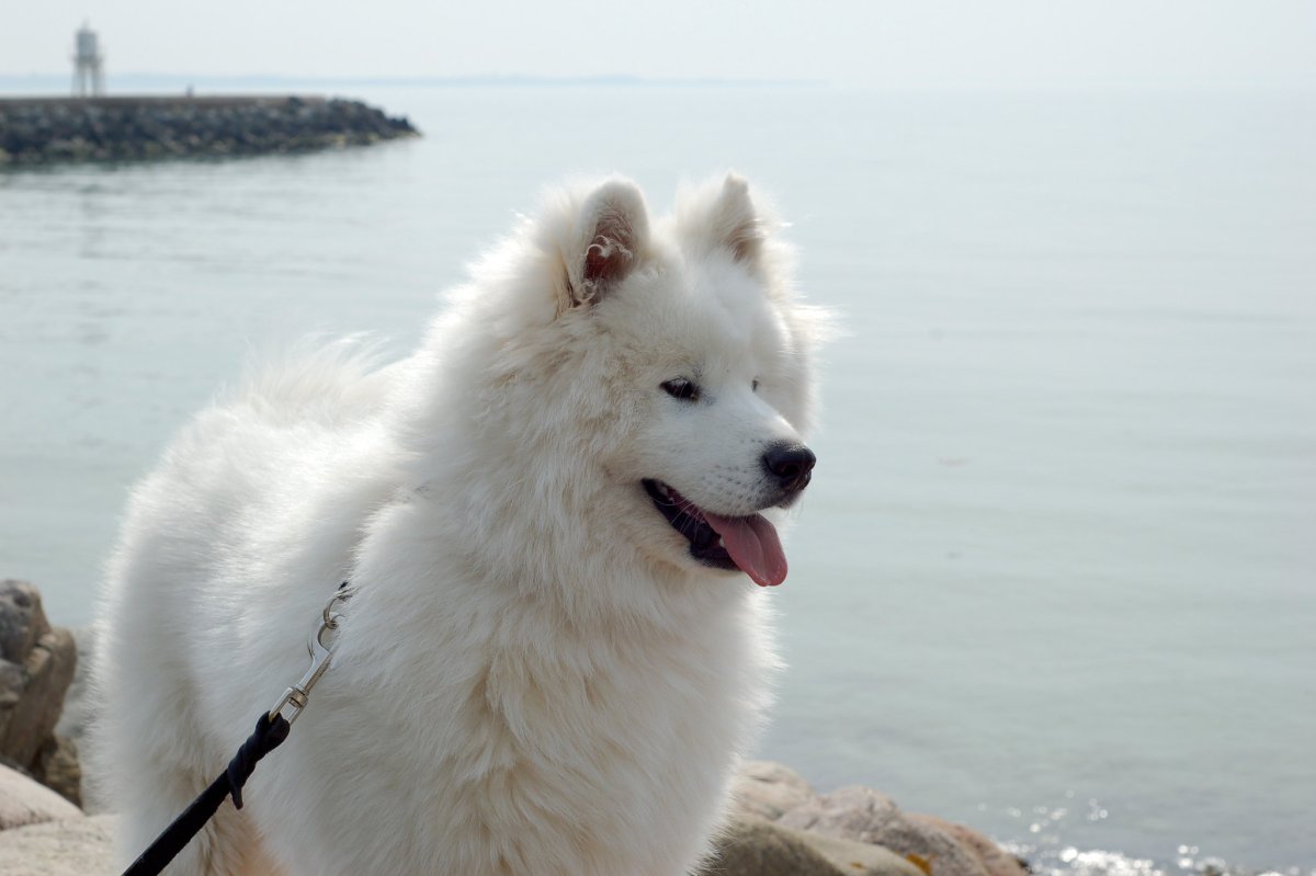 Староанглийская овчарка бобтейл