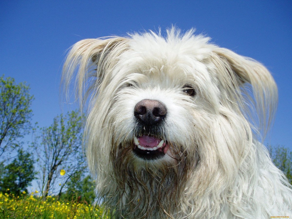 Порода собаки белая лохматая нежная
