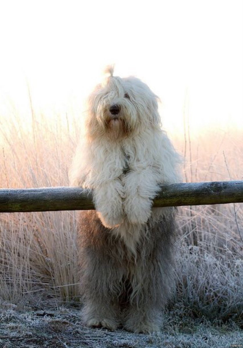 Вест Уайт терьер