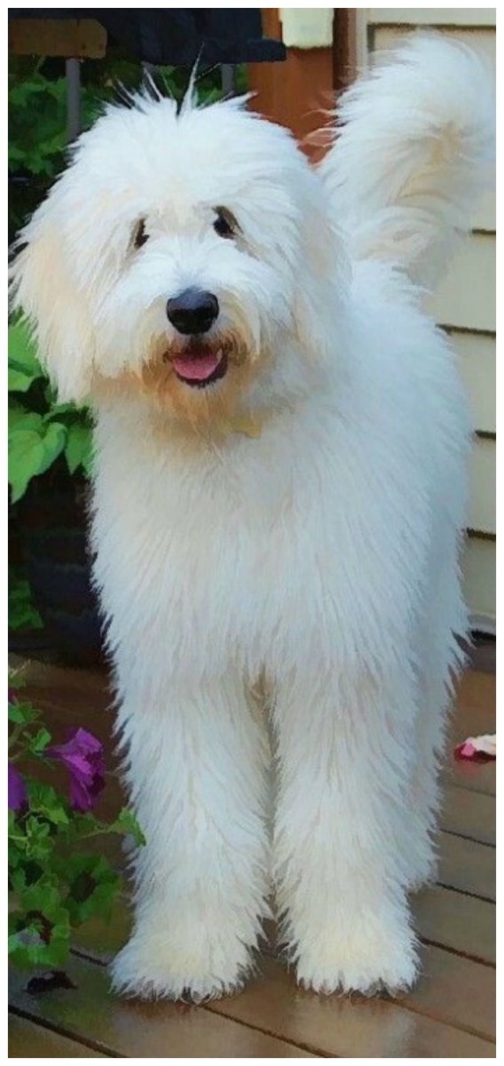 Мальтезе порода собак