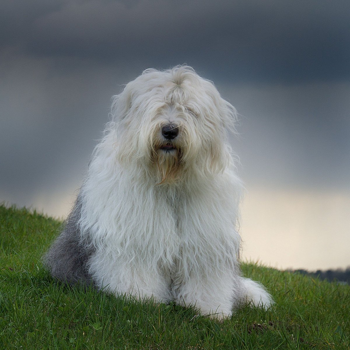 Большая белая лохматая собака