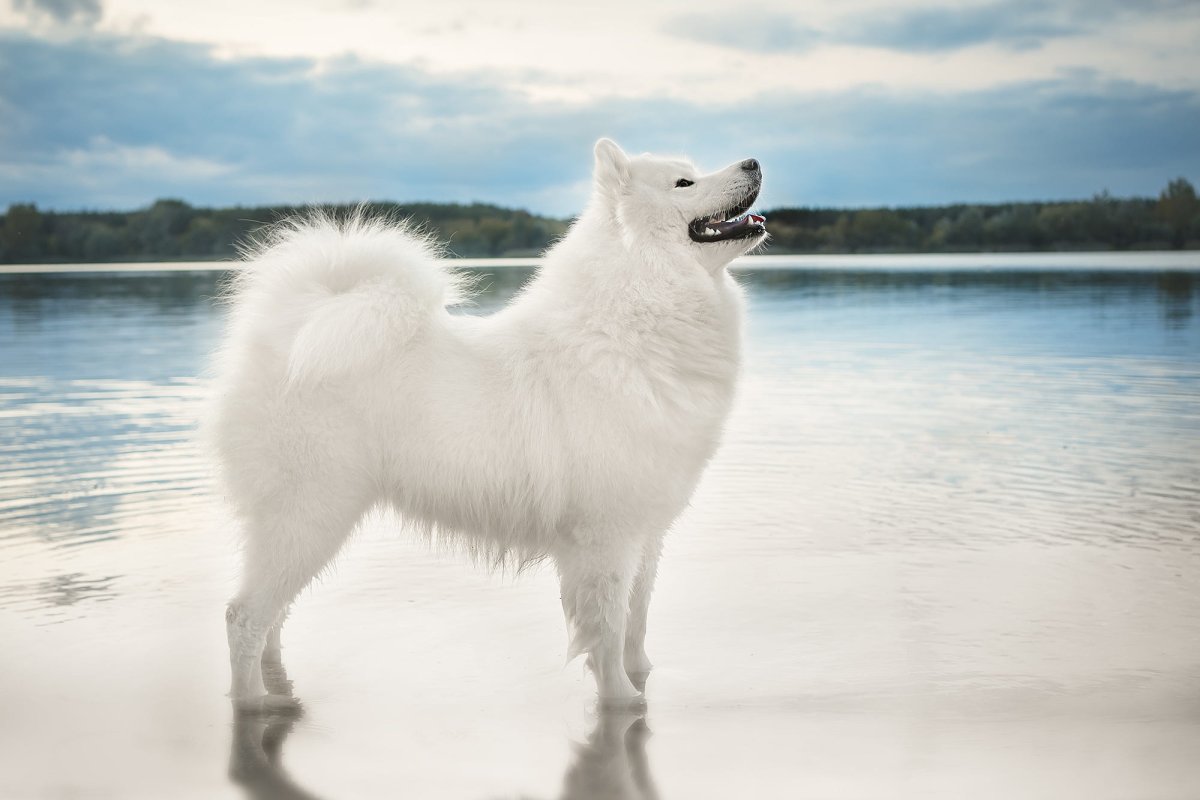 Бергамская овчарка Командор