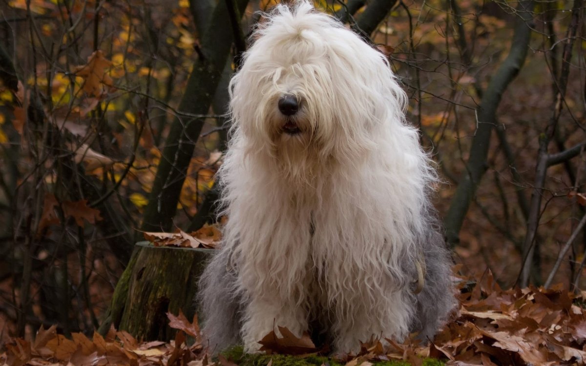 Бобтейл собака