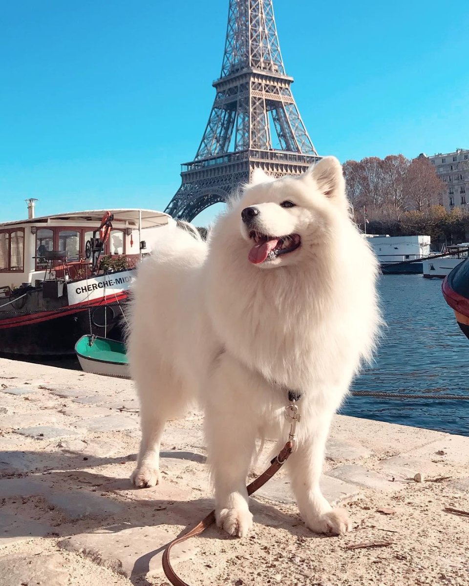 Чау чау белый