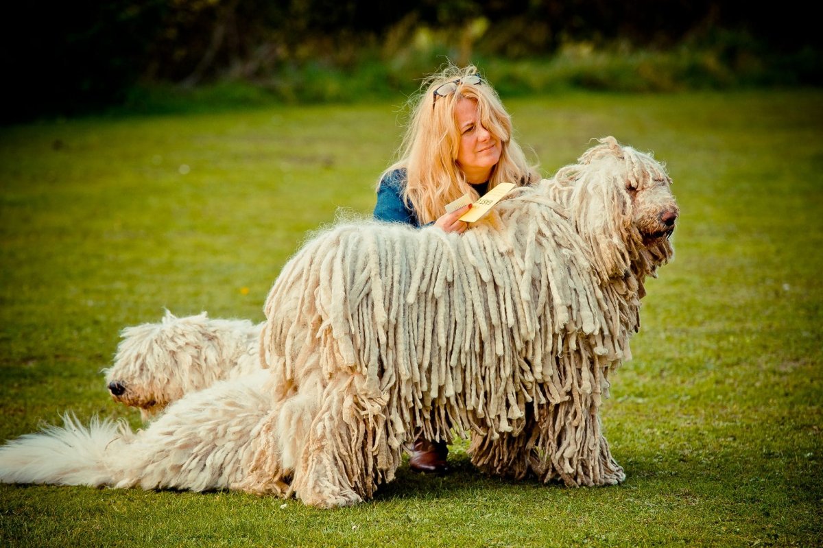 Грязная лохматая собака