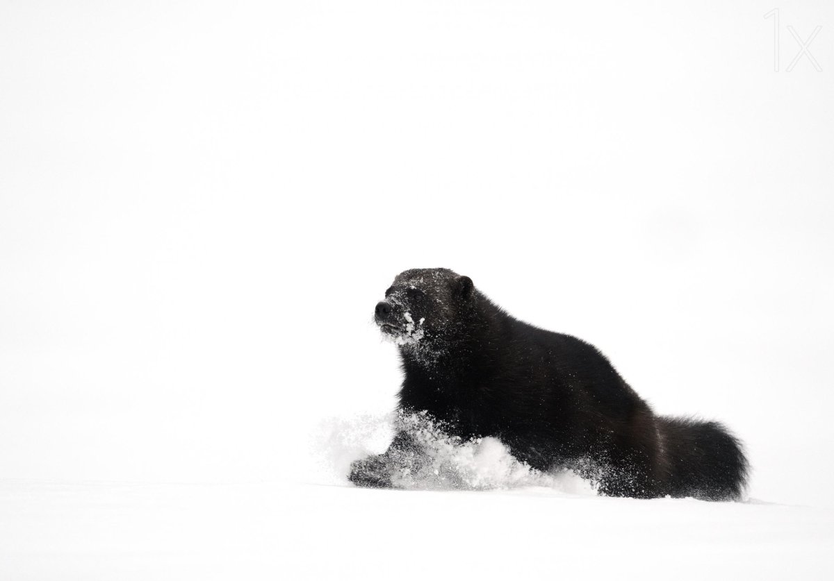 Медоед и Росомаха