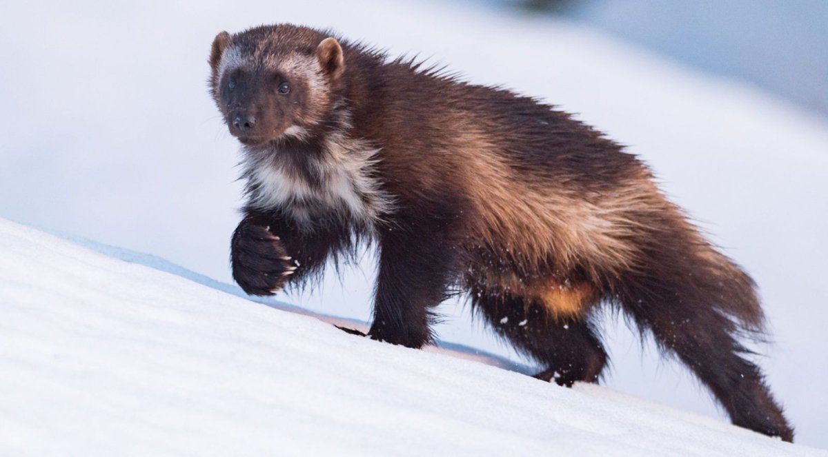 Росомаха с детенышами фото