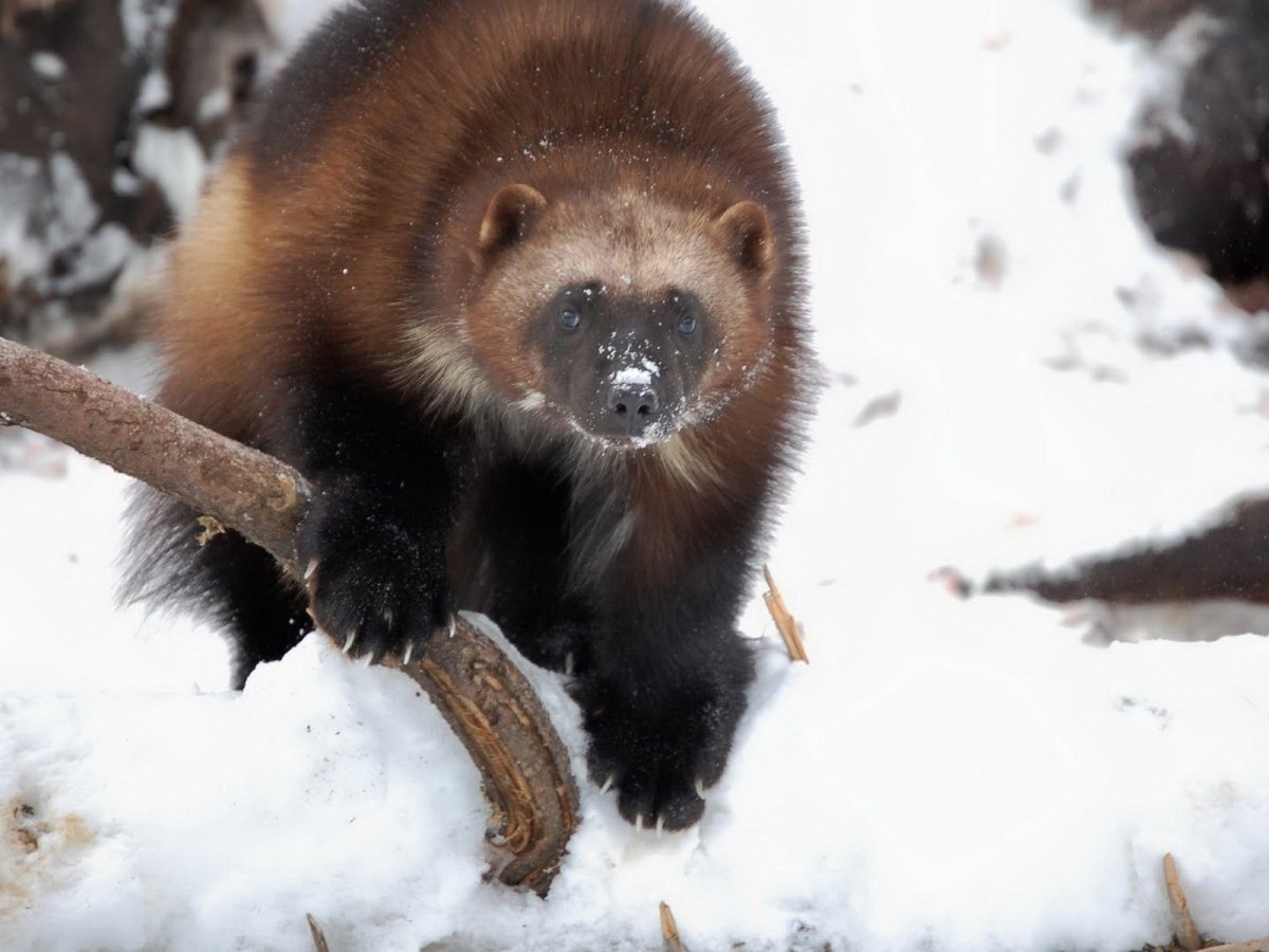 Росомаха куница