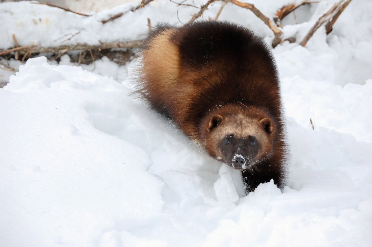 Росомаха на Ямале