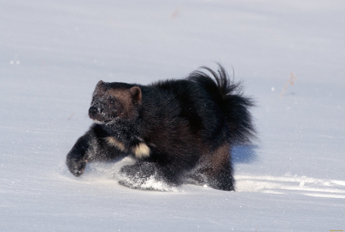 Берингия Росомаха