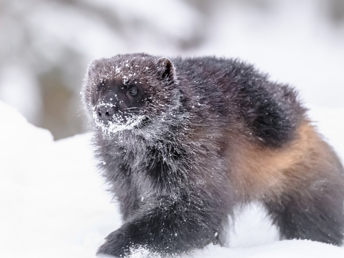 Росомаха в Пермском крае