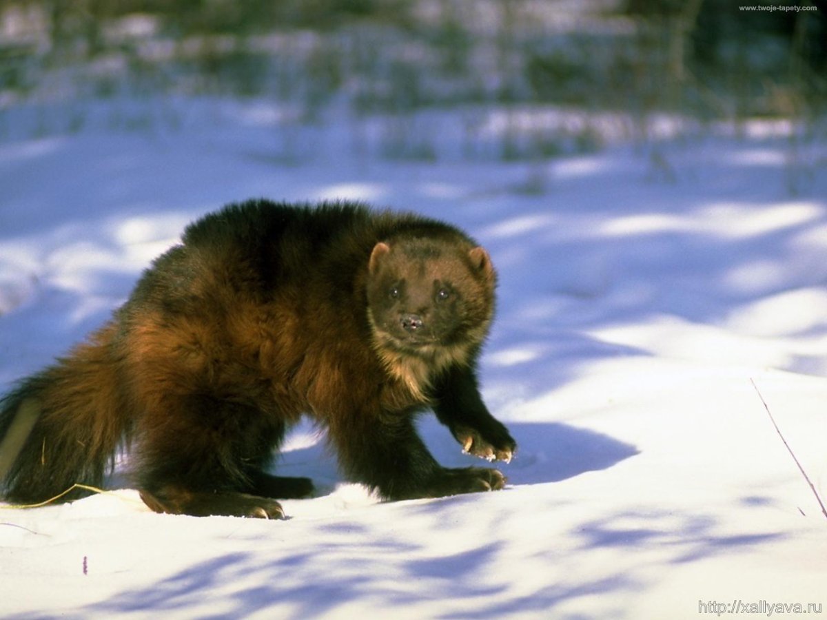 Сибирский Баргузинский Соболь